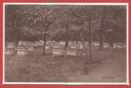 METIERS - APICULTEUR -- Maison Des Abeilles - SALLES  - Vue Du Rucher Central - Octobre 1932 - Altri & Non Classificati