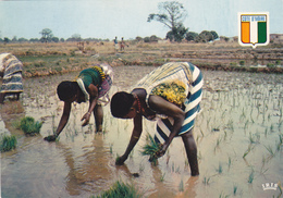 Afrique,ouest,francophone,cote D'ivoire,KHOROGO - Elfenbeinküste