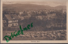 OSTERODE Am Harz, Mit Schafherde, Um 1924 - Osterode