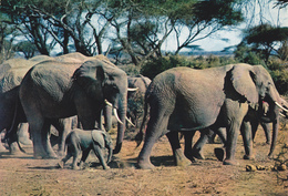 AFRIQUE,CONGO,BRAZZAVILLE,ELEPHANTS,ELEPHANT - Brazzaville