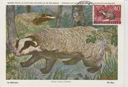 Yougoslavie Carte Maximum Animaux 1960 Blaireau 823 - Cartes-maximum