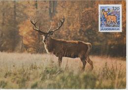 Yougoslavie Carte Maximum Animaux 1967 Cerf 1124 - Cartes-maximum