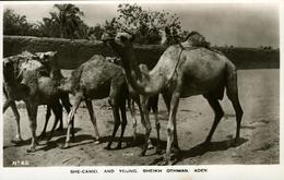 ADEN  Ville Du Yémen  SHE CAMEL And Young SHEIKH OTHMAN N°25 Belle Photo Glacée - Yémen