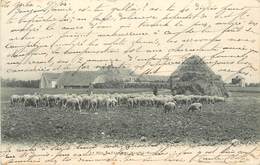 LE MEE SUR SEINE - Ferme De Marché Marais, Berger Et Ses Moutons. - Le Mee Sur Seine