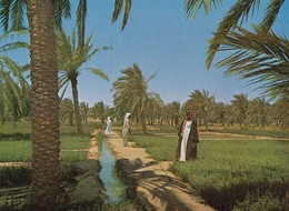 VINTAGE KUWAIT POSTCARD - GREEN FARM - Koweït