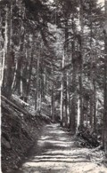 66 - LE CANIGOU Route Du Chalet De Costalets - Sous Bois Dans La Forêt De Balatg - CPSM Format CPA - Pyrenées Orientales - Autres & Non Classés