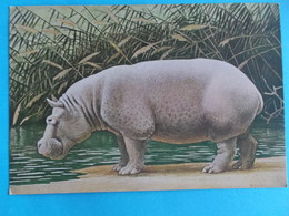 ANIMAUX : HIPPOPOTAME : ONGULES Venant D'AFRIQUE  TROPICALE   C.P.M.,carte En Bon état - Ippopotami