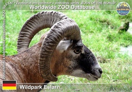 638 Wildpark Eslarn, DE - European Mouflon (Ovis Orientalis Musimon) - Neustadt Waldnaab