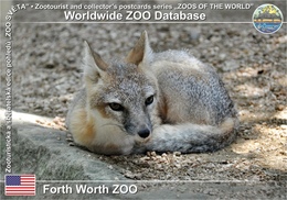 735 Forth Worth ZOO, US - Swift Fox (Vulpes Velox) - Fort Worth