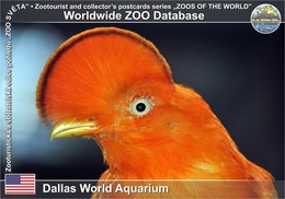 736 Dallas World Aquarium, US - Guianan Cock Of The Rock (Rupicola Rupicola) - Dallas