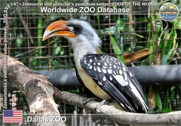 737 Dallas ZOO, US - Jackson's Hornbill (Tockus Deckeni Jacksoni) - Dallas