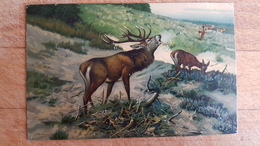 DEER By MULLER Vintage Color PC  - Hunting / Chasse - Male Deer  - Old Vintage Postcard - Mueller, August - Munich