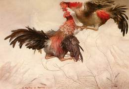 Arts - Peintures & Tableaux - Animaux - Coq - Peintres - Peintre André Martins De Barros - Combats De Coqs - Peintures & Tableaux