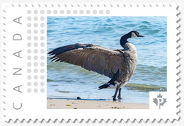 CANADA GOOSE = Waterfowl = Bird = Picture Postage MNH-VF Canada 2019 [p19-01s16] - Oche