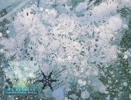 Australian Antarctic Territory 2016 Ice Flowers $ 1 White, Maximum Card - Tarjetas – Máxima