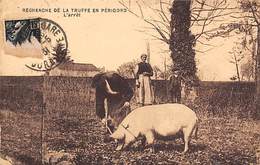 Périgord. Métiers Et Divers    24        Chercheur De Truffes Cochon..L'arrêt   2     (voir Scan) - Other & Unclassified