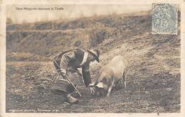 Périgord. Métiers Et Divers    24        Chercheur De Truffes Cochon..Deux Périgords    (voir Scan) - Autres & Non Classés