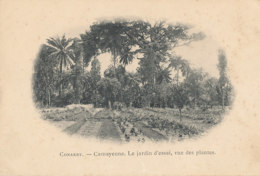 A M 501  /  C P A   GUINEE FRANCAISE - CONAKRY -   CAMAYENNE LE JARDIN D'ESSAI  VUE DES PLANTES - Guinea Francesa