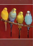 Parakeets, Sittiche, Perruches, Parkieten, Periquitos (101) - Uccelli