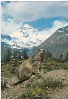 Alpenmurmeltier  -Marmotte Alpine - Animaux