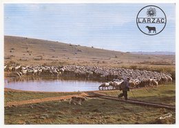 Causse Du Larzac -- Troupeau De Brebis à La "lavogne" (animée,chien,moutons )--carte Toilée - Allevamenti