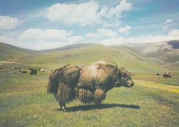 Mongolia Buffalo - Mongolei