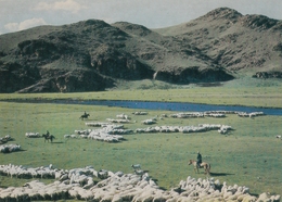 Mongolia Sheep Herds - Mongolië