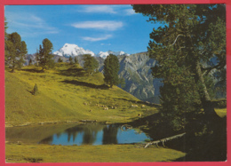 ARVENWALD Von JUATA Mit Blick Auf Ortiergruppe , Val Müstair * Ann.70*  2 SCANS *** - Val Müstair