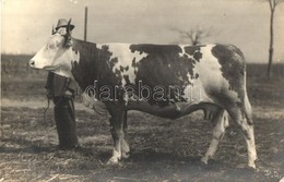 * T1/T2 1927 Bonyhád, Nagydíjas Tehén. Photo - Ohne Zuordnung