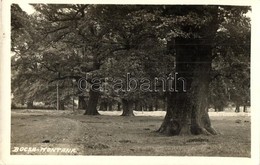 T2 1928 Boksánbánya, Bocsa Montana; Park / Park. Photo - Zonder Classificatie