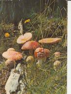 CPA PLANTS, MUSHROOMS - Mushrooms