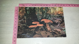 C-68107 FUNGO FUNGHI STECCHERINO DORATO HYDNUM REPANDUM L - Mushrooms