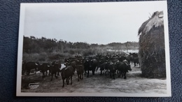 CPSM EN CAMARGUE TAUREAUX MANADE NOU DE LA HOUPLIERE PHOTO GEORGE  ARLES 1318 - Tauri