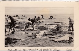 Blainville Sur Mer -la Pêche Aux Lançons - 1954 - Blainville Sur Mer