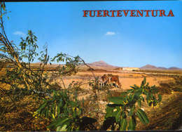 Spain - Postcard Circulated In 1980 - Fuerteventura -  - 2/scans - Fuerteventura