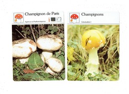 Lot 2 - Fiche Illustree  Champignon De Paris - - Collections