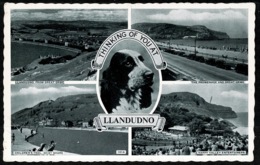 Ref 1276 - 1962 Multiview Postcard - Spaniel Dog - Llandudno Caernarvonshire Wales - Caernarvonshire