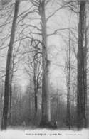 Delcampe - A-19-2459 :  TROGNE. TROGNES. ARBRE REMARQUABLE. FORET DE SAINT-GOBAIN. LE GROS FAU. - Bäume