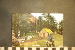 CP, 05, LES ALPES PITTORESQUES - CABANE DE BERGER , Agriculture, élevage, Le Berger-troupeau Moutons - Autres & Non Classés