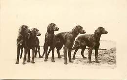 Pays Div- Ref R495- Suisse - Carte Photo - Chiens -chien -dogs -setters Irlandais -chenil D Ac -la Croix Sur Lutry -vaud - Lutry