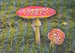 76228- MUSHROOMS - Mushrooms