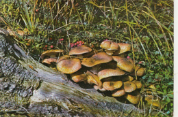 76229- MUSHROOMS - Pilze