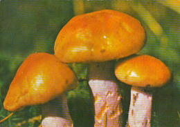 76230- MUSHROOMS - Pilze