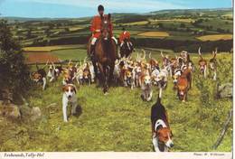 Irlanda Del Nord - Foxhounds, Tally-ho  -  Viaggiata - Autres & Non Classés