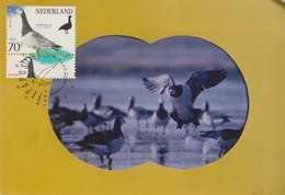 NETHERLANDS 1994 Max Card With Geese.BARGAIN.!! - Ganzen