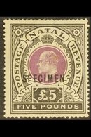 NATAL 1902 £5 Mauve And Black Opt'd "SPECIMEN", SG 144s, Fine Mint. For More Images, Please Visit Http://www.sandafayre. - Unclassified