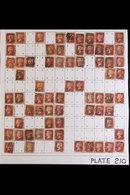 1864-79 PENNY RED PARTIAL PLATE RECONSTRUCTION PLATE 210 - A Partly Complete Used Reconstruction With 142 Of The 240 Che - Other & Unclassified