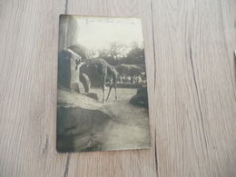 Carte Photo 75 Paris 1934 Zoo De Paris Girafes - Other & Unclassified