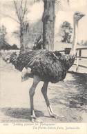 A-19-2564 :  AUTRUCHES. . OSTRICHES. LOOKING PLEASANT FOR PHOTOGRAPHER. THE FLORIDA OSTRICH FARM JACKSONVILLE - Jacksonville