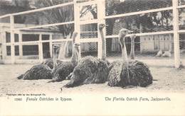 A-19-2565 :  AUTRUCHES. . OSTRICHES.FEMALE OSTRICHES IN REPOSE. THE FLORIDA OSTRICH FARM JACKSONVILLE - Jacksonville